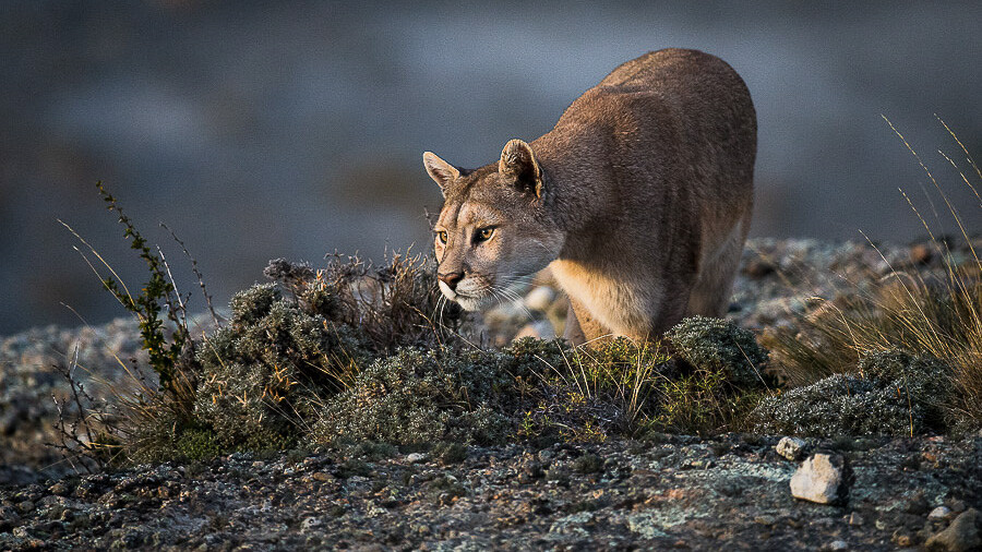 puma bresilien puma bresilien